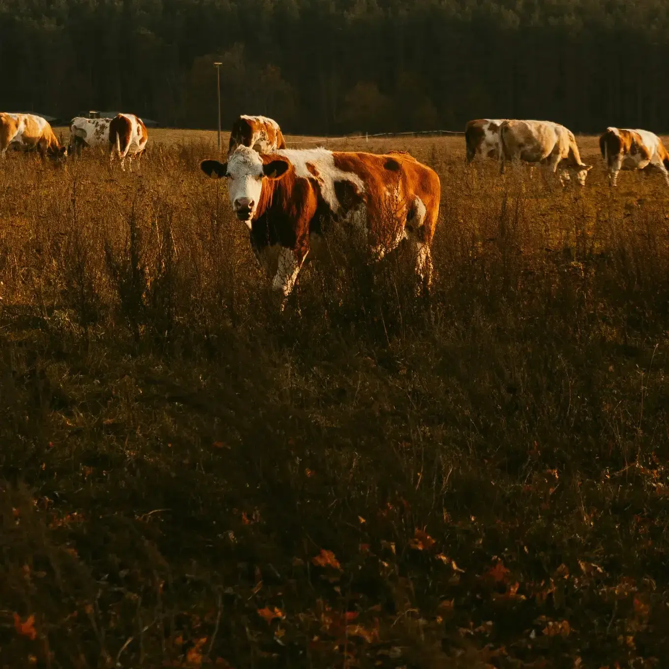 C410aaad19003ade29d532447932e7fce2add2e0